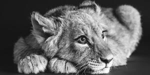 Obraz lwiątko w wersji czarno-białej