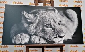 Obraz lwiątko w wersji czarno-białej