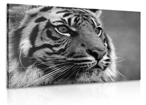 Obraz tygrys bengalski w wersji czarno-białej