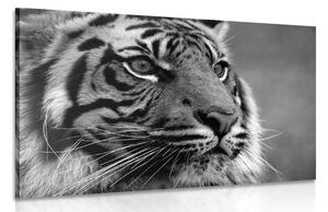 Obraz tygrys bengalski w wersji czarno-białej