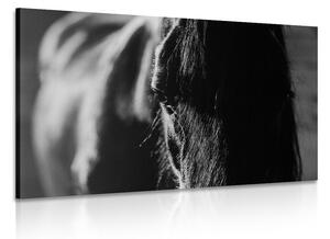 Obraz majestatyczny koń w wersji czarno-białej