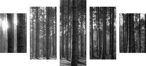 5-częściowy obraz poranek w lesie w wersji czarno-białej