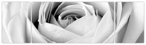 Obraz - Detal kwiatu róży (170x50 cm)