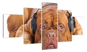 Obraz psa ze słuchawkami (125x70 cm)