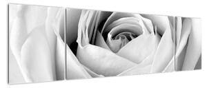 Obraz - Detal kwiatu róży (170x50 cm)