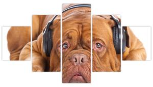 Obraz psa ze słuchawkami (125x70 cm)