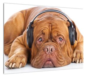 Obraz psa ze słuchawkami (70x50 cm)