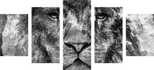 5-częściowy obraz głowa lwa w wersji czarno-białej
