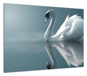 Obraz - Biały łabędź (70x50 cm)