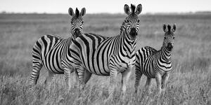 Obraz trzy zebry na sawannie w wersji czarno-białej