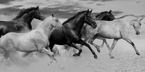 Obraz stado koni w wersji czarno-białej