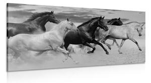 Obraz stado koni w wersji czarno-białej