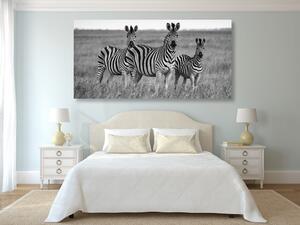 Obraz trzy zebry na sawannie w wersji czarno-białej