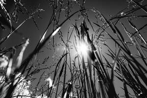 Obraz trawa polna w wersji czarno-białej