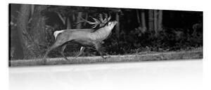 Obraz majestatyczny jeleń w wersji czarno-białej
