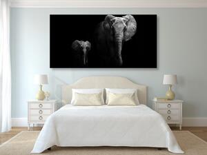 Obraz małe słonie i słoniątka