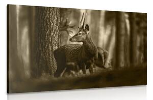 Obraz jeleń w lesie sosnowym w sepii