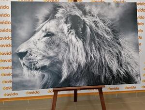 Obraz lew afrykański w wersji czarno-białej