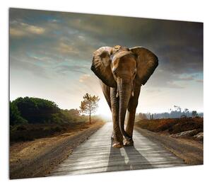 Obraz słonia (70x50 cm)