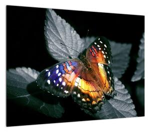 Obraz motyla (70x50 cm)