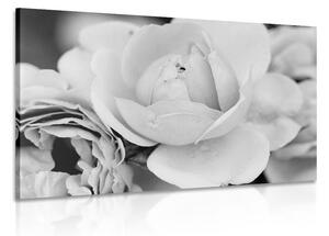 Obraz pełen róż w wersji czarno-białej
