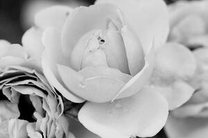 Obraz pełen róż w wersji czarno-białej