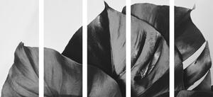 5-częściowy obraz czarno-biały liść monstery