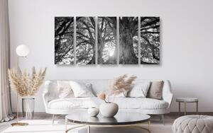 5-częściowy obraz czarne i białe majestatyczne drzewa