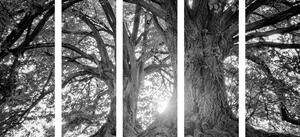 5-częściowy obraz czarne i białe majestatyczne drzewa