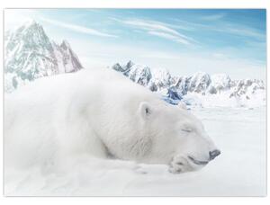 Obraz - Niedźwiedź polarny (70x50 cm)