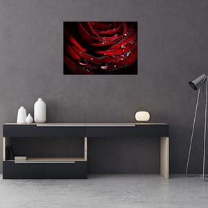 Obraz - Detal róży (70x50 cm)
