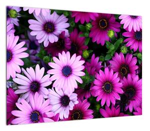 Obraz - Kwiaty (70x50 cm)