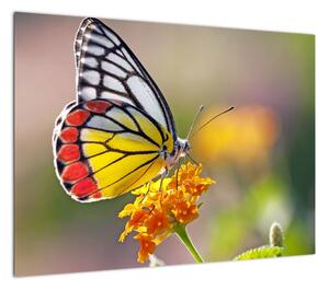 Obraz motyla na kwiatku (70x50 cm)