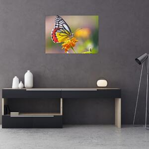 Obraz motyla na kwiatku (70x50 cm)