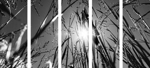 5-częściowy obraz polna trawa w wersji czarno-białej