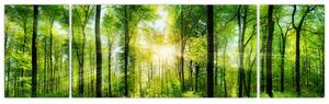 Obraz - Świt w lesie (170x50 cm)
