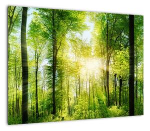 Obraz - Świt w lesie (70x50 cm)