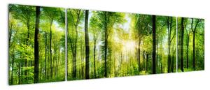 Obraz - Świt w lesie (170x50 cm)