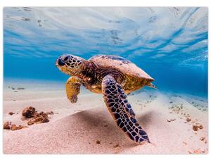Obraz żółwia w oceanie (70x50 cm)