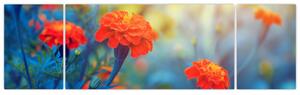 Obraz - Pomarańczowe kwiaty (170x50 cm)
