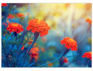 Obraz - Pomarańczowe kwiaty (70x50 cm)