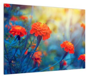 Obraz - Pomarańczowe kwiaty (70x50 cm)