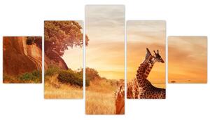 Obraz - Żyrafy w Afryce (125x70 cm)