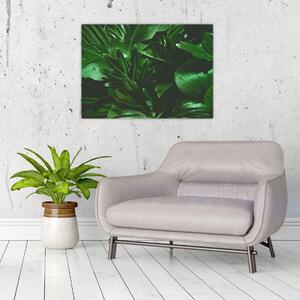 Obraz - Liście palmowe (70x50 cm)