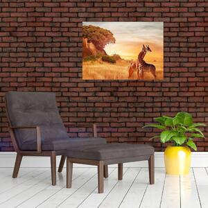 Obraz - Żyrafy w Afryce (70x50 cm)