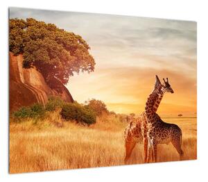Obraz - Żyrafy w Afryce (70x50 cm)