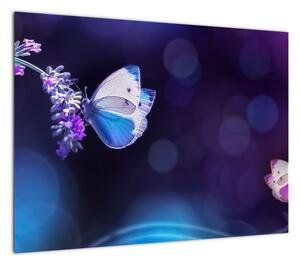 Obraz - Motyle na lawendie (70x50 cm)