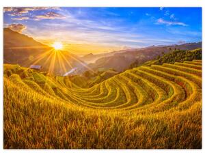 Obraz - Pole ryżowe w Wietnamie (70x50 cm)