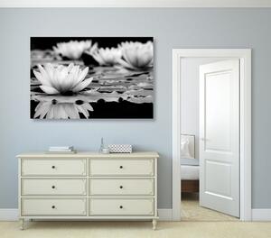 Obraz kwiat lotosu w wersji czarno-białej