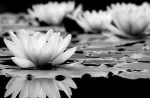 Obraz kwiat lotosu w wersji czarno-białej